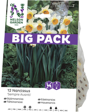 Höstlök Nelson Garden Stjärnnarciss Sempre Avanti Big Pack Vit/Gul