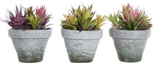 Dekorativ plante DKD Home Decor Stentøj Polypropylen (PP) EVA (3 pcs) (20 x 19 x 22 cm)