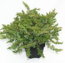 Kruipende jeneverbes (Juniperus conferta "Schlager") conifeer