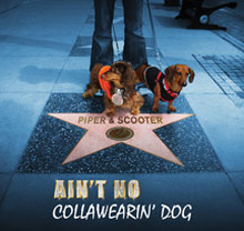 Piper & Scooter: Ain"'t no collawearing dog