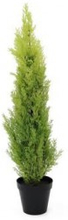 EUROPALMS Cypress, Leyland, 90cm