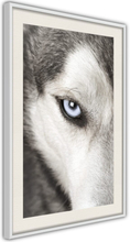 Plakat - Azure Eye - 40 x 60 cm - Hvid ramme med passepartout