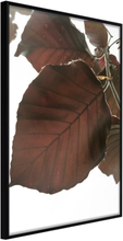 Plakat - Burgundy Tilia Leaf - 40 x 60 cm - Sort ramme