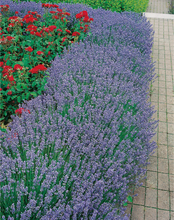 Perenn Lavendel Hidcote Ø 9-11cm kruka Omnia Garden
