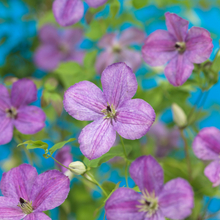 Klätterväxt Klematis Somany Lavender Flowers Pbr Omnia Garden