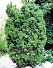 Barrväxt Hybrididegran Hicksii 50-60 cm Omnia Garden