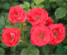 Rosor Modern Buskros Charming Cover®(Poulharmu) Barrot Omnia Garden