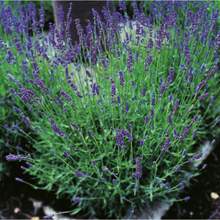 Perenn Lavendel Hidcote C2 Omnia Garden