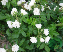 Rosor Rugosa-Ros White Grootendorst Barrot Omnia Garden