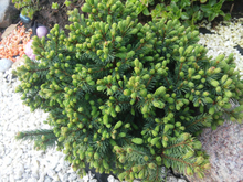 Barrväxt Vitgran Echiniformis 20-30 cm Omnia Garden