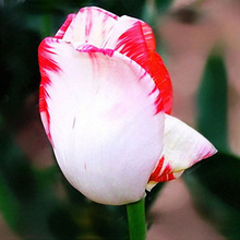 Egrow 10Pcs Perfume Tulip Seed