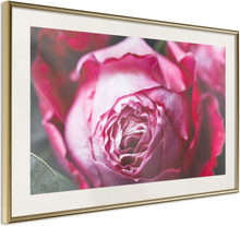 Inramad Poster / Tavla - Blooming Rose - 30x20 Guldram med passepartout