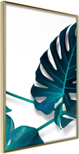 Inramad Poster / Tavla - Turquoise Monstera I - 20x30 Guldram