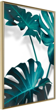 Inramad Poster / Tavla - Turquoise Monstera II - 20x30 Guldram