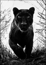 Bagheera black leopard Juliste