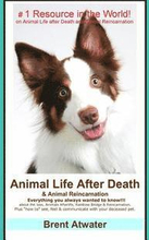 Animal Life After Death & Animal Reincarnation: Pet Loss Answers for all your heart's Questions!