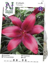 Vårlök Nelson Garden Asiatisk lilja Timoko Röd