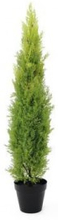 EUROPALMS Cypress, Leyland, 120cm
