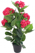 Konstväxt Hortensia med kruka 60 cm röd