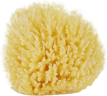 Palmetten Mediterranean Sponge Large 13 cm
