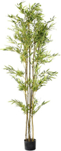 Dekorativ plante DKD Home Decor Grøn Bambus PE (50 x 50 x 180 cm)