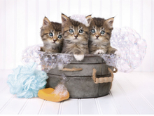 Clementoni Kittens and soap Pussel 500 styck Djur