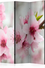 Skærmvæg Spring, blooming tree - pink flowers