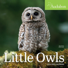 Audubon Little Owls Mini Wall Calendar 2024 (bok, eng)