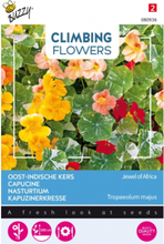 Kapuzinerkresse / Tropaeolum Jewel of Africa - Climbing Flowers