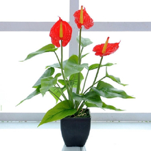 Artificial Flower Calla Plant Potted Home Decoration Green Plant(Red)