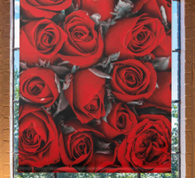 Rolgordijn bloemenprint Rode rozen romantisch