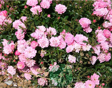 Rosor Miniatyrros Easy Cover® (PouleasPbr) Barrot Omnia Garden
