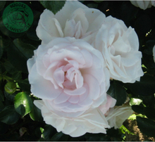 Rosor Floribundaros Aspirin® (Taniripsa) Barrot Omnia Garden