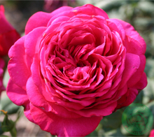 Rosor Tehybridros Johan Wolfgang Von Goethe Rose (Tan04179) Barrot Omnia Garden