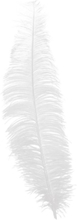 12 Stk. Store Hvite Strutsefjær - 40 cm