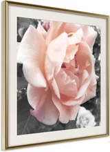 Inramad Poster / Tavla - Delicate Rose - 20x20 Guldram med passepartout