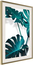 Inramad Poster / Tavla - Turquoise Monstera II - 20x30 Guldram med passepartout