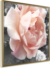 Plakat - Delicate Rose - 20 x 20 cm - Guldramme
