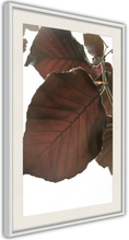 Plakat - Burgundy Tilia Leaf - 40 x 60 cm - Hvid ramme med passepartout