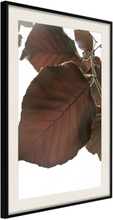 Plakat - Burgundy Tilia Leaf - 40 x 60 cm - Sort ramme med passepartout
