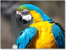 Malen nach Zahlen - Papagei Gelb und Blau, 75x60cm / Ohne Rahmen / 36 Farben (Bestseller)