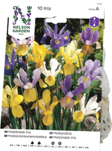 Vårlök Nelson Garden Iris Holländsk Blandade färger
