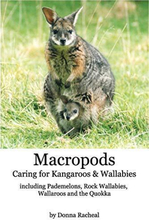 Macropods - Caring for Kangaroos and…, Racheal, Donna