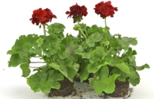 Kärlekspelargon lat. Pelargonium 'Calliope Dark Red'