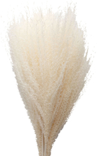 Dried Flowers Feather Pampas Home Decoration Dried Flowers White Cooee Design