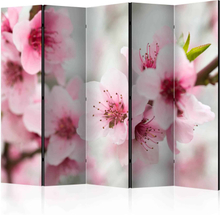 Skærmvæg Spring, blooming tree - pink flowers II