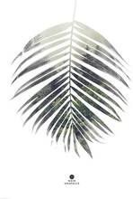 Poster Palm leaf