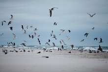 Fåglar på strand