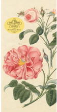 John Derian Paper Goods: Everything Roses Notepad (häftad, eng)