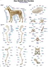 Hundens anatomi skelett - poster